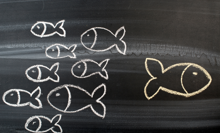 One fish swims away from other fish